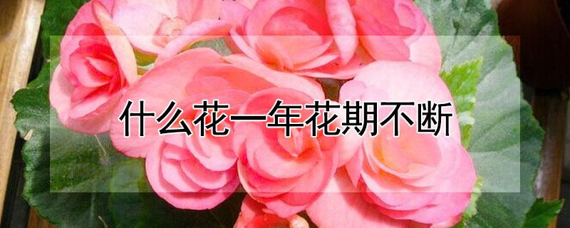 什么花一年花期不断 什么花一年花期不断长高