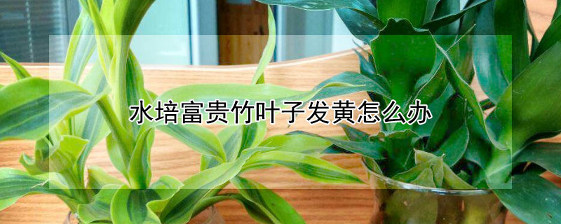水培富贵竹叶子发黄怎么办 水培富贵竹叶子发黄怎么办可以放点什么药