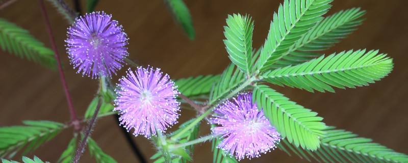 含羞草能在卧室养吗（含羞草可以养在房间里面嘛）