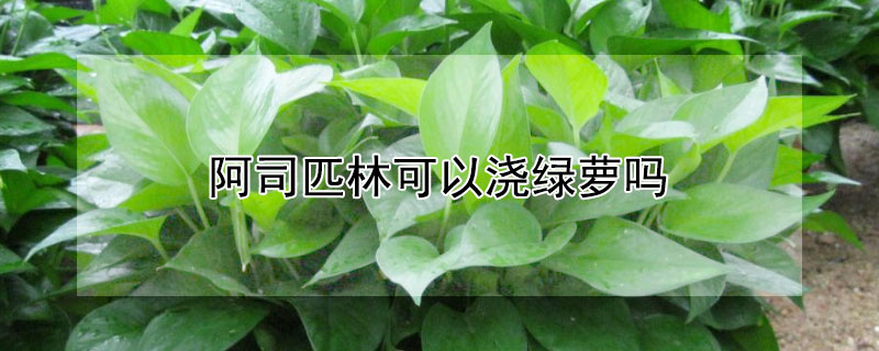 阿司匹林可以浇绿萝吗（阿司匹林能浇绿萝吗）