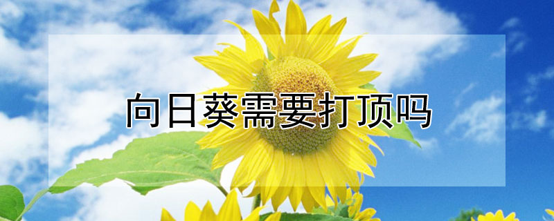 向日葵需要打顶吗 向日葵需要打叶子吗