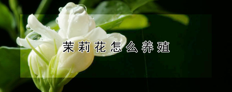 茉莉花怎么养殖（茉莉花怎么养殖好）