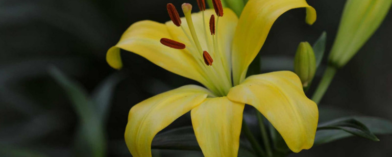 百合花苞枯萎怎么补救 百合花苞枯萎解救办法