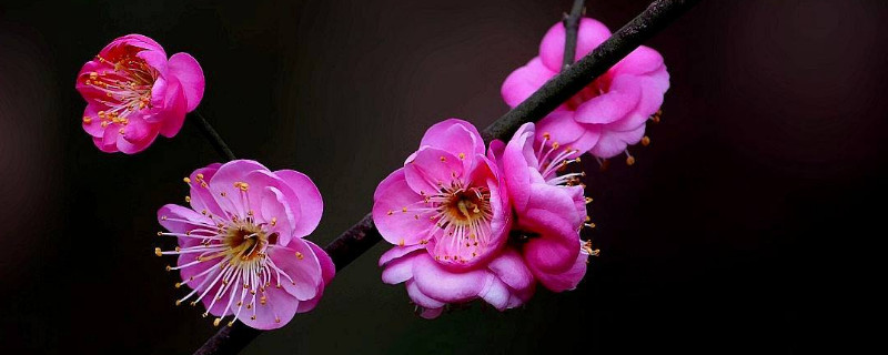 北方盆栽梅花怎么过冬（盆栽梅花能在室外过冬吗）