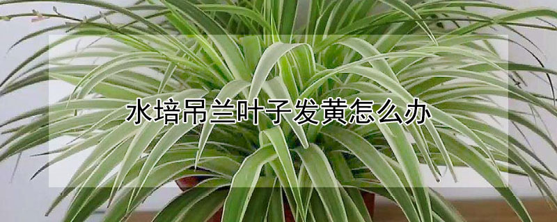 水培吊兰叶子发黄怎么办（水培吊兰叶子发黄怎么办呢）