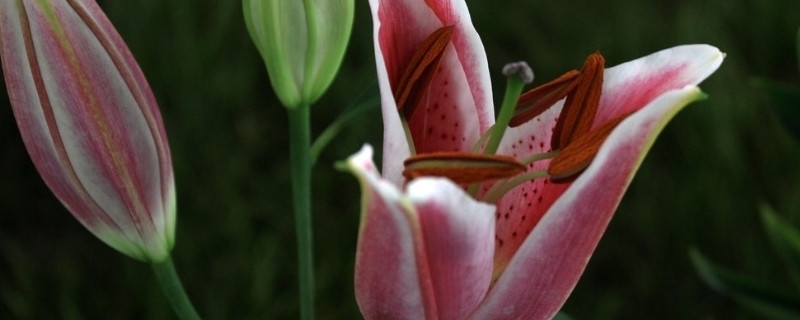 百合花种球怎么繁殖 百合花种球怎么繁殖快