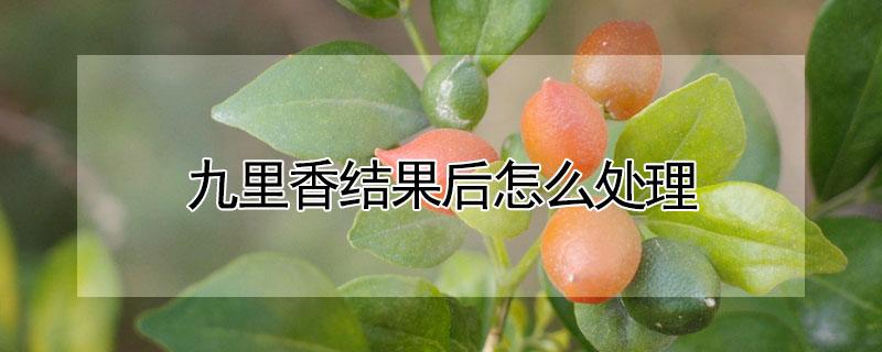 九里香结果后怎么处理 九里香结果后怎么处理百科