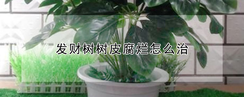 发财树树皮腐烂怎么治（发财树皮腐烂怎么补救）