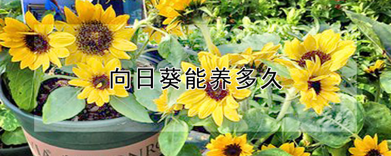 向日葵能养多久 向日葵插花瓶水养怎么养