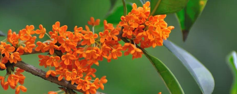 桂花树叶尖变黑是何因（桂花树叶子尖发黑枯萎像烧焦）