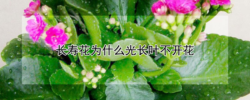 长寿花为什么光长叶不开花 长寿花为什么光长叶不开花?