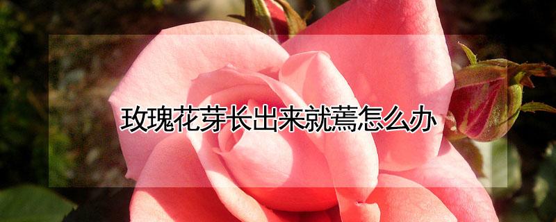 玫瑰花芽长出来就蔫怎么办（玫瑰花芽长出来就蔫怎么办视频）