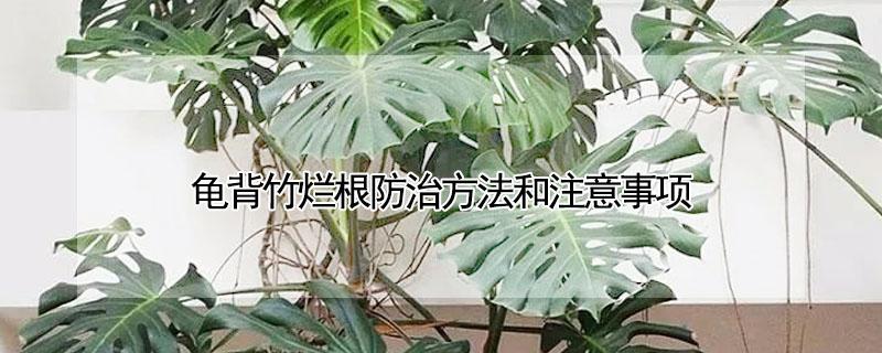 龟背竹烂根防治方法和注意事项 龟背竹烂根症状