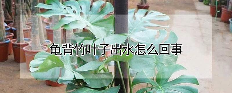 龟背竹叶子出水怎么回事（龟背竹叶子出水怎么回事啊）
