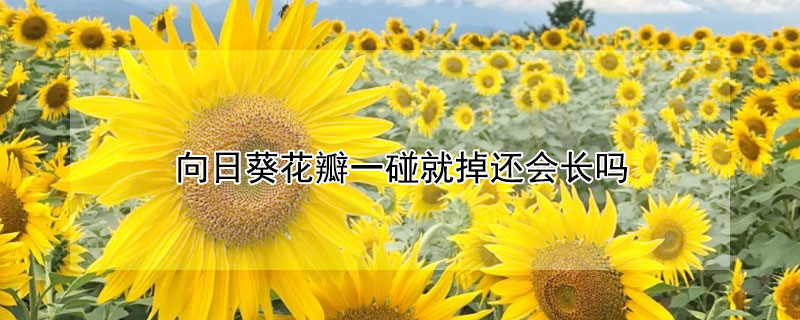 向日葵花瓣一碰就掉还会长吗 向日葵花瓣变白是什么原因