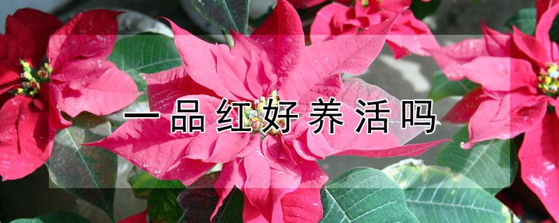 一品红好养活吗（一品红怎么养才长得好）