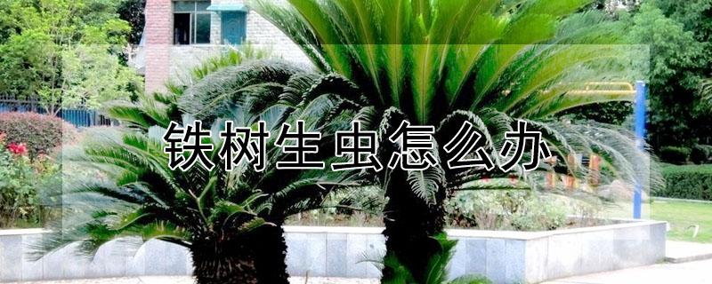 铁树生虫怎么办（铁树生虫怎么办小妙招）