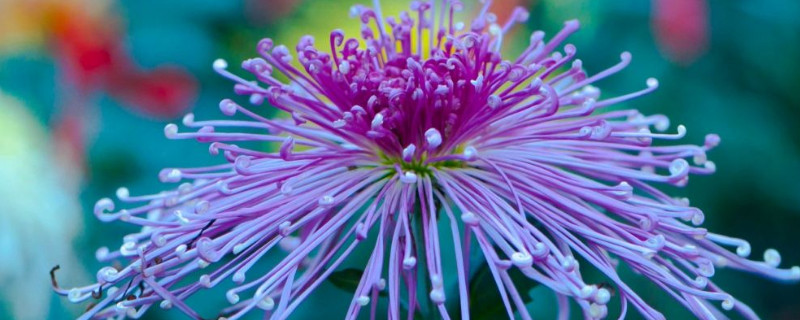 菊花啥时候开 菊花啥时候开什么季节