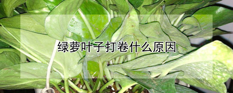 绿萝叶子打卷什么原因 绿萝花叶打卷了啥原因