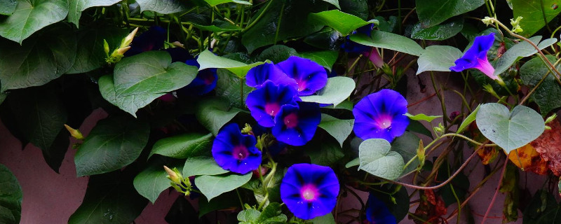 牵牛花种子发芽到开花要多久（牵牛花种子发芽需要多久）
