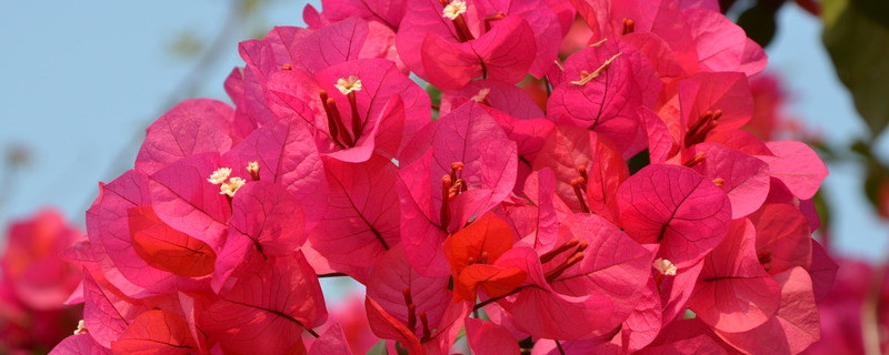 杜鹃花一般能养几年（杜鹃花能最长活多长时间）