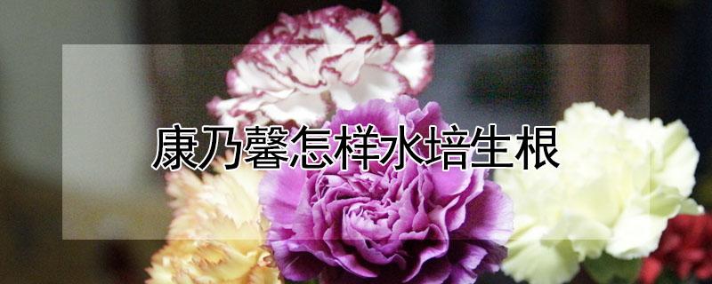 康乃馨怎样水培生根 康乃馨水培能活多久