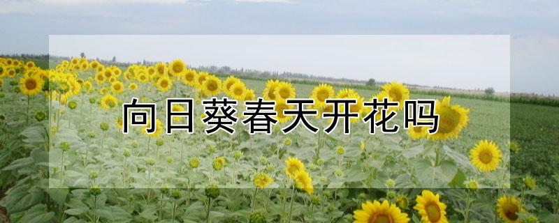 向日葵春天开花吗（向日葵春天开花吗在微博找文案直接搬头条会不会违规）