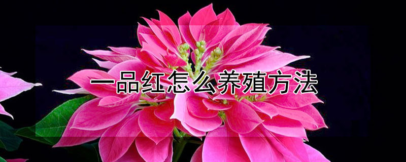 一品红怎么养殖方法（一品红怎么养殖方法视频）