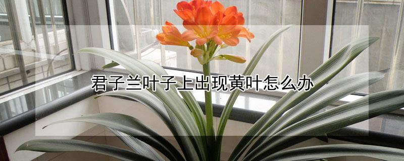 君子兰叶子上出现黄叶怎么办（君子兰叶子上出现黄叶怎么办呢）