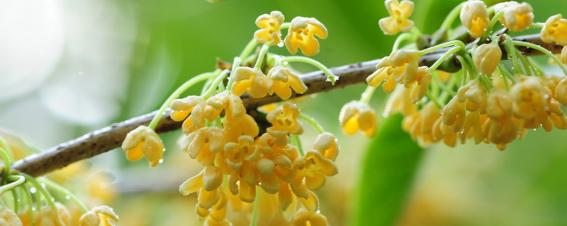 桂花的寓意和象征（桂花的寓意和象征作文）