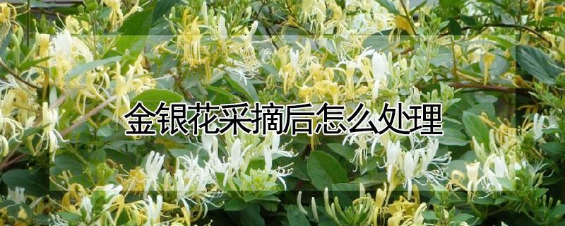 金银花采摘后怎么处理 金银花采摘后怎么处理?