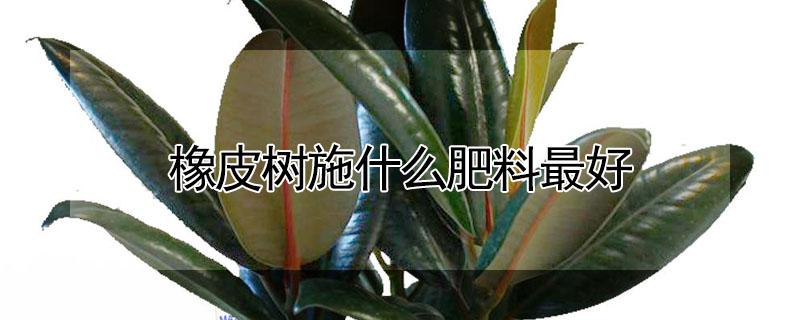 橡皮树施什么肥料最好（橡皮树施什么肥?）