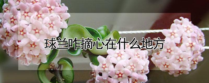 球兰咋摘心在什么地方（球兰咋摘心在什么地方生长）