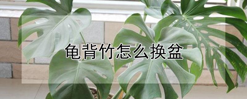 龟背竹怎么换盆（龟背竹怎么换盆视频）