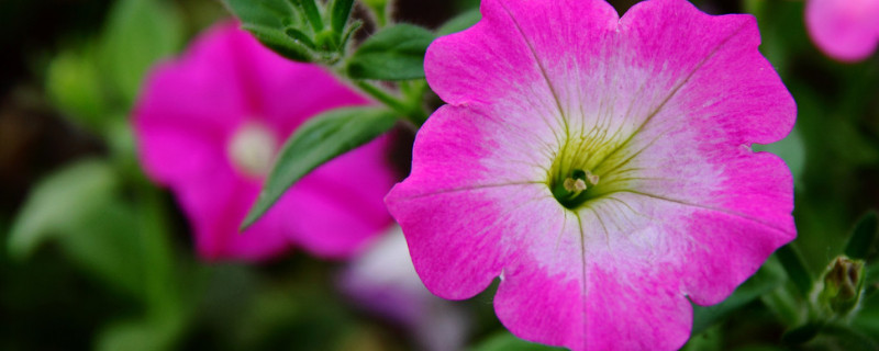 室外怎么养牵牛花 牵牛花室外种植
