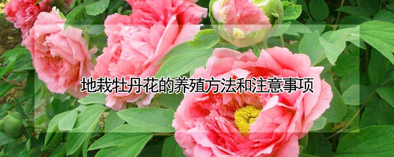 地栽牡丹花的养殖方法和注意事项（一般的人家不种牡丹）