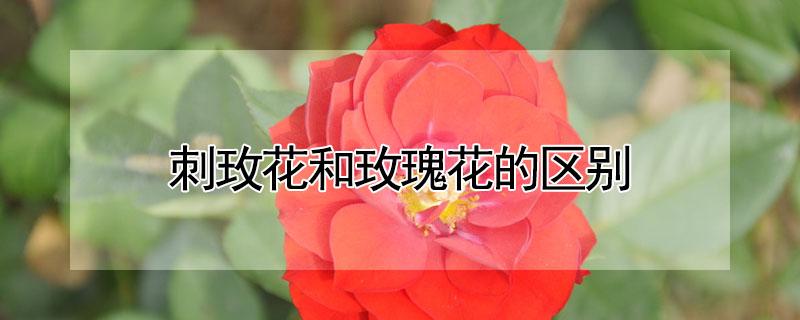 刺玫花和玫瑰花的区别（刺玫花和玫瑰花的区别是什么）
