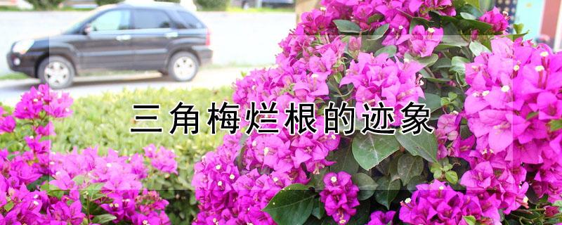 三角梅烂根的迹象 三角梅烂根严重救活了