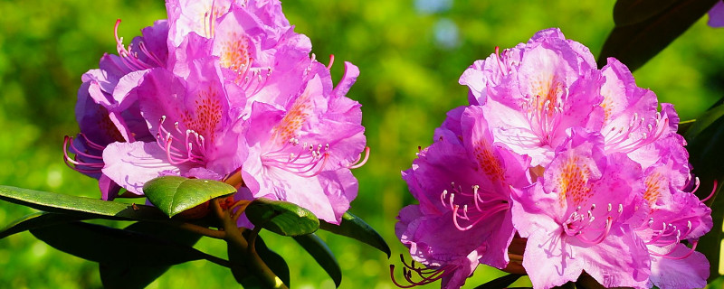 杜鹃花花苞期如何护理（杜鹃花花苞期如何护理好）