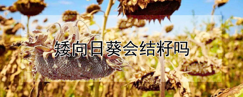 矮向日葵会结籽吗（矮向日葵会结籽吗图片）