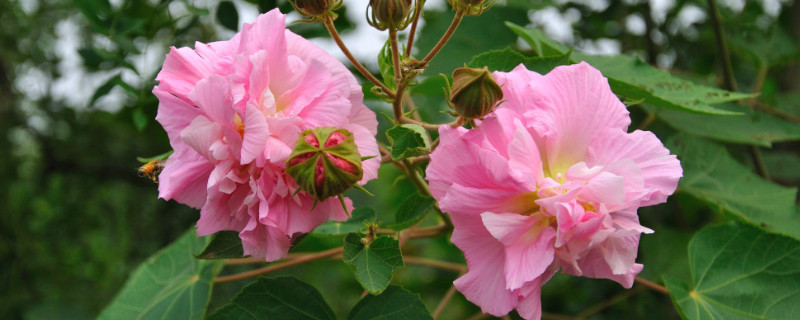 芙蓉花叶子干枯怎么办（芙蓉花叶子干枯怎么办呢）