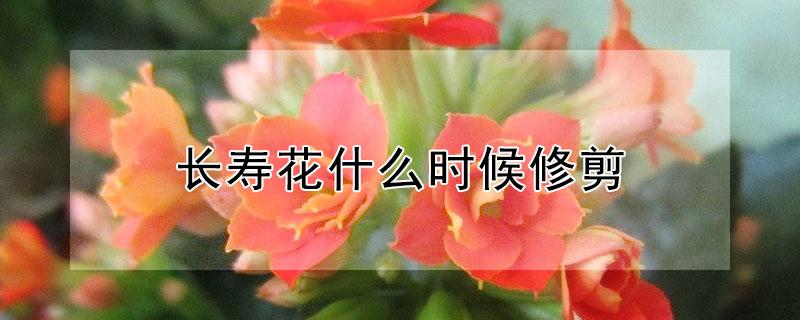长寿花什么时候修剪（长寿花什么时候修剪才能爆盆视频）