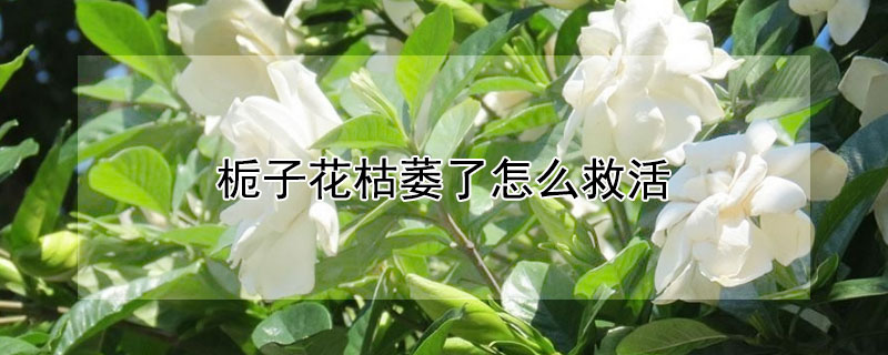 栀子花枯萎了怎么救活 栀子花枯萎了怎么办