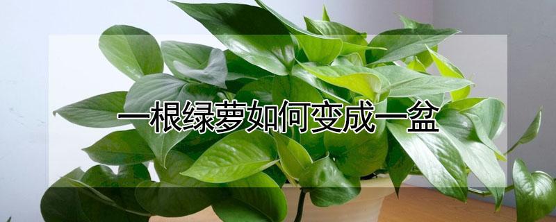 一根绿萝如何变成一盆 一根绿萝如何变成一盆绿萝