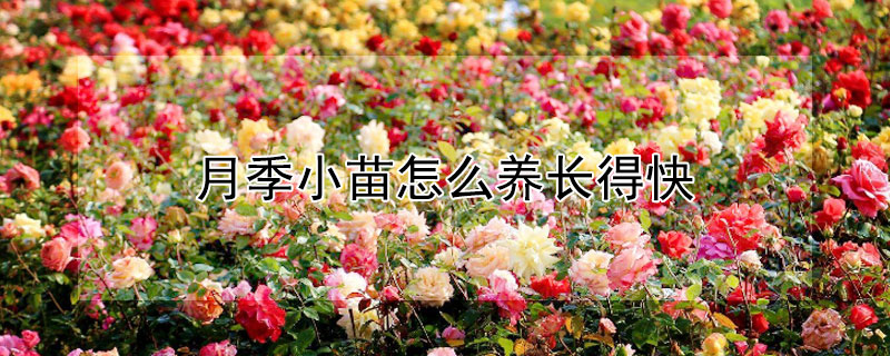 月季小苗怎么养长得快（月季小苗怎么养长得快一点）