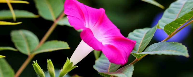 牵牛花秋天可以在室内种吗（牵牛花秋天可以在室内种吗北方）