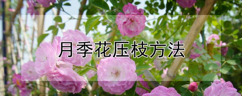 月季花压枝方法 月季花压枝方法视频