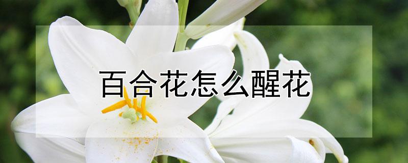 百合花怎么醒花 百合花怎么醒花怎么养花