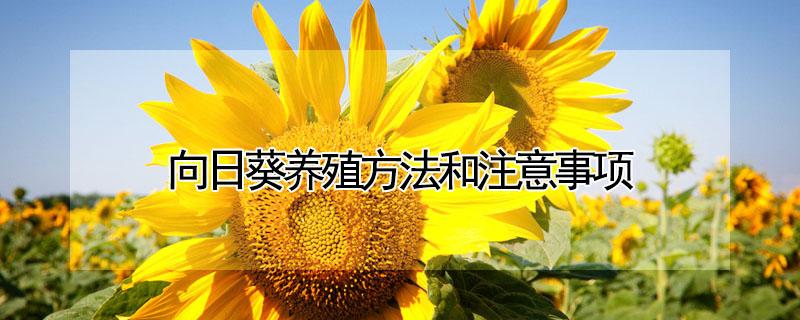 向日葵养殖方法和注意事项 向日葵养殖方法和注意事项视频