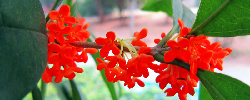 桂花叶子黄了是什么原因（桂花叶子发黄怎么回事儿）